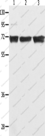 Вестерн-блоттинг, NFκB-p65, клетки 293T, K562 и Jurkat
