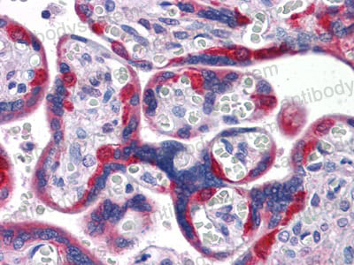 Валидация AntibodySystem RHN91102