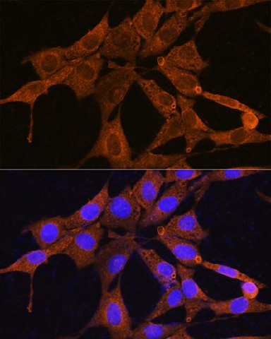 Валидация Elabscience E-AB-90856