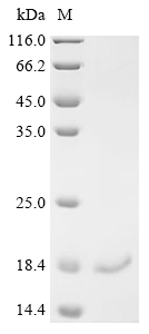 SDS-PAGE