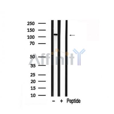 Валидация Affinity AF7871 - 4610