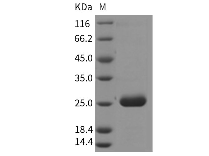 Валидация Elabscience PKSR030145(5512)