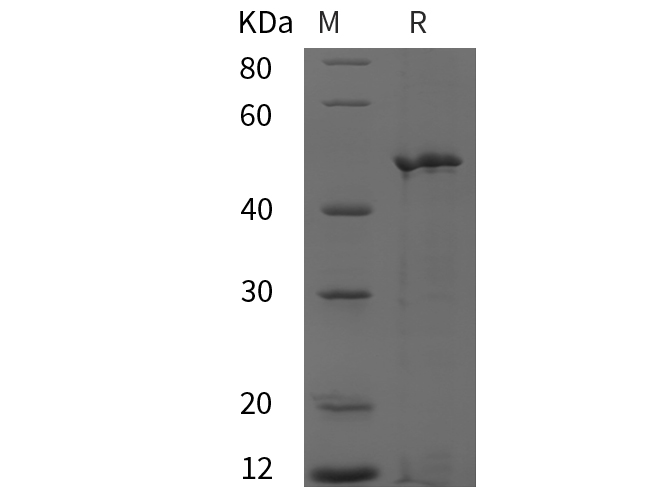 Валидация Elabscience PDEH101019(421)