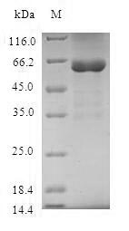 SDS-PAGE