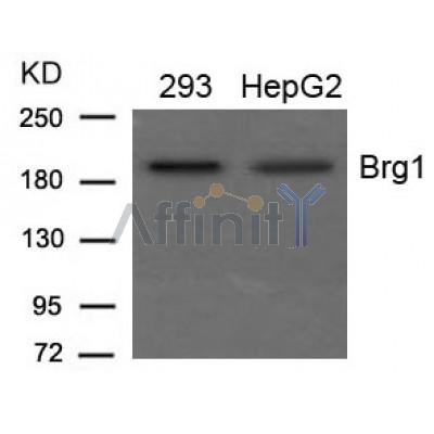 Валидация Affinity AF4105 - 2164