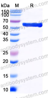 AHD17202, SDS-PAGE