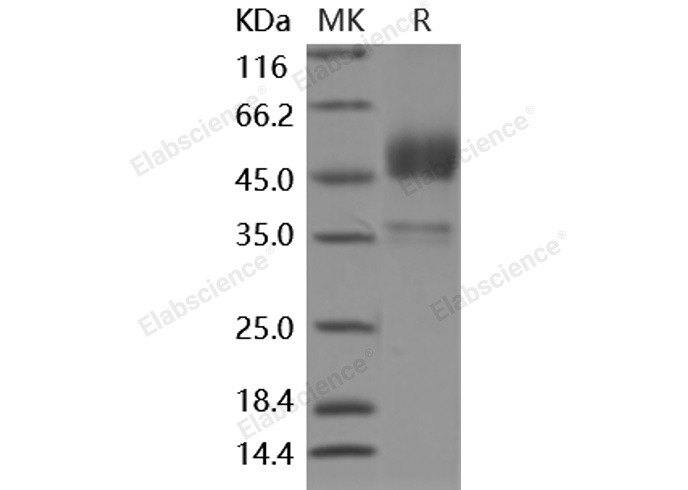 Валидация Elabscience PKSM040925(4868)