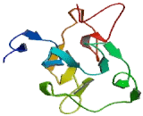 Scavenger Receptor Class F Member 1 (SCARF1) Scavenger Receptor Class F Member 1 (SCARF1)
