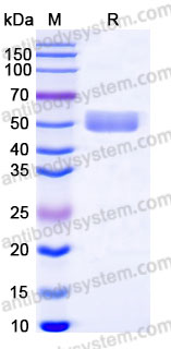 EHA06802, SDS-PAGE