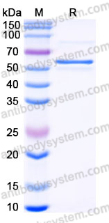 EHJ09801, SDS-PAGE