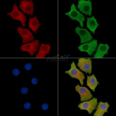 Валидация Affinity DF14918 - 11088