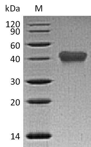SDS-PAGE