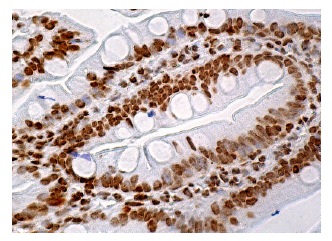Валидация AssayVector ARM1021(63)