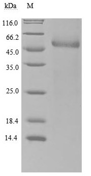 SDS-PAGE