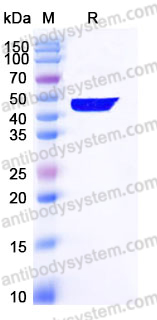 YHE66201, SDS-PAGE