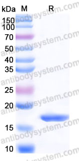 AHB94601, SDS-PAGE