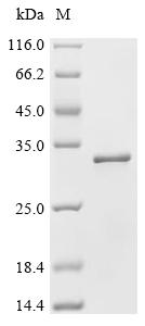 SDS-PAGE