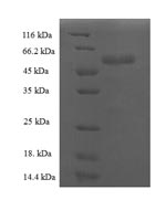 SDS-PAGE