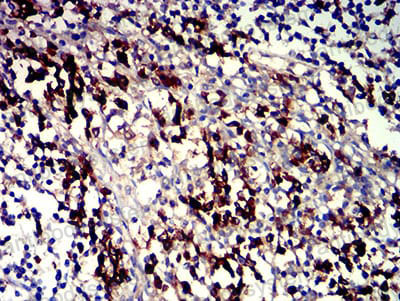 Валидация AntibodySystem RHJ64001 (3491)