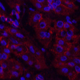 Валидация Elabscience E-AB-22111