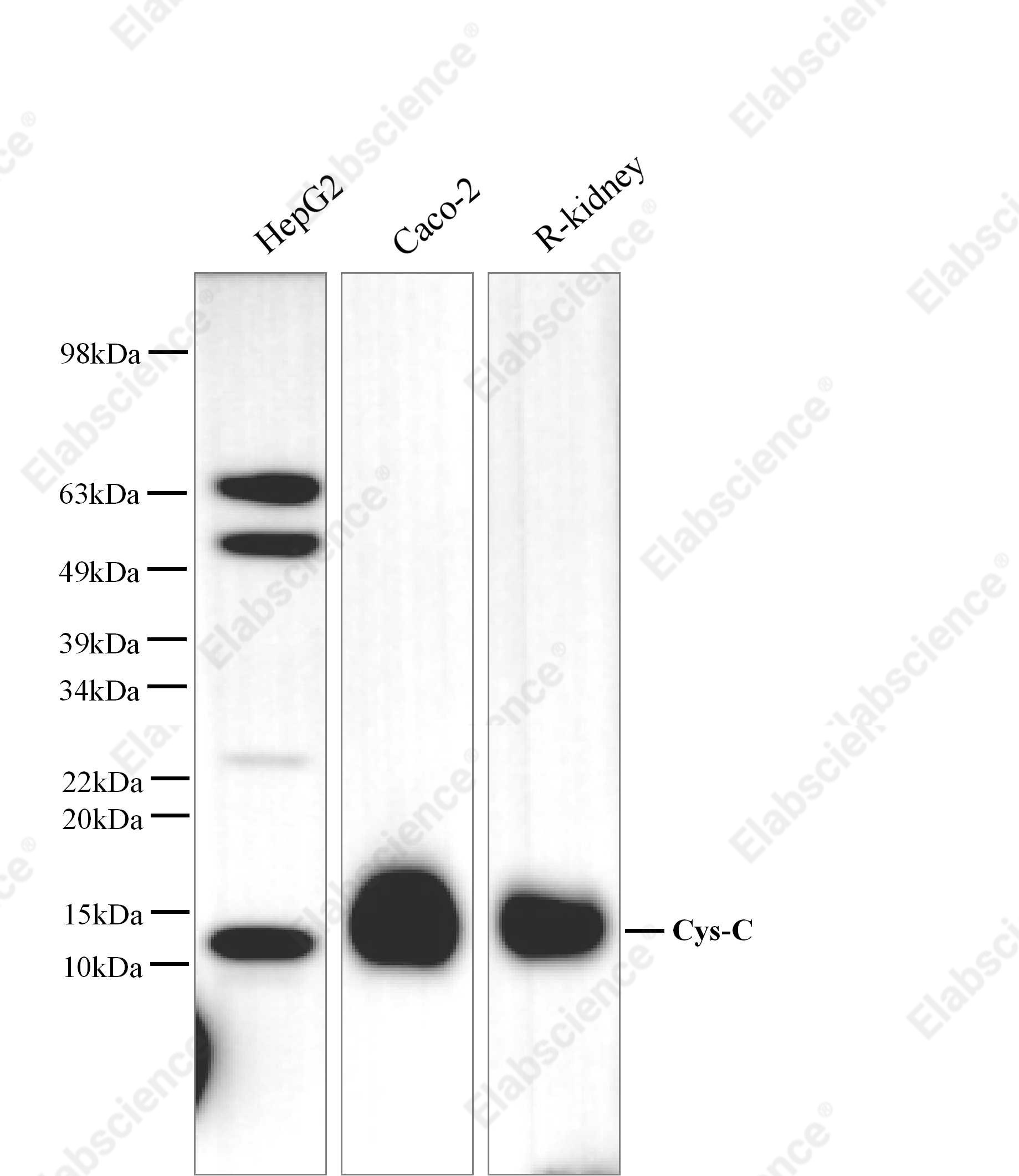 Вестерн-блоттинг, Cys-C, клетки HepG2, PC-3, CaCo2 и ткань почки мыши