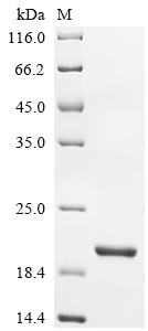 SDS-PAGE