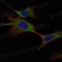 Валидация IF - AntibodySystem RHD33303