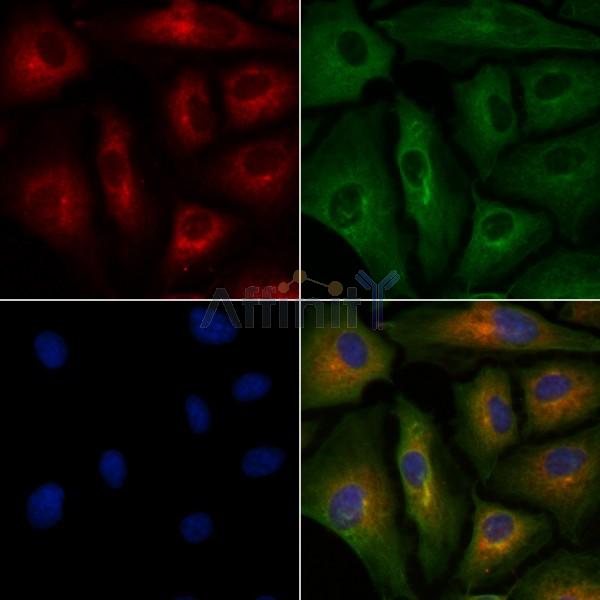 Валидация Affinity DF8157 - 20007