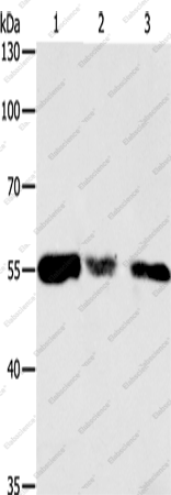 Вестерн-блоттинг, CALR, клетки HeLa, 293T и NIH/3T3