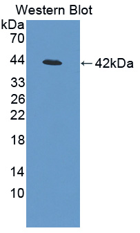 38455
