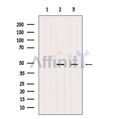 Валидация Affinity AF6159 - 3374