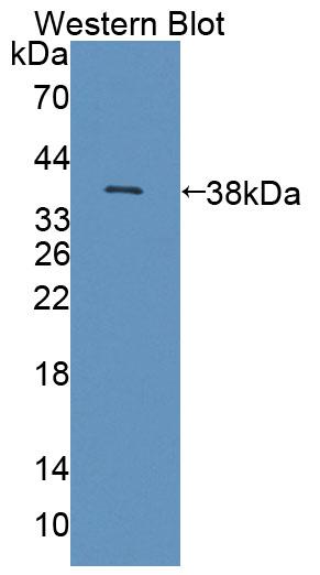 58475