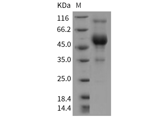Валидация Elabscience PKSR030225(5583)