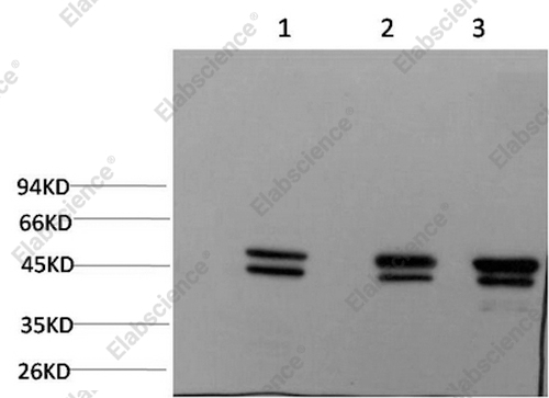 Вестерн-блоттинг, Epsilon Tubulin, клетки MCF7 и ткань мозга крысы и мыши