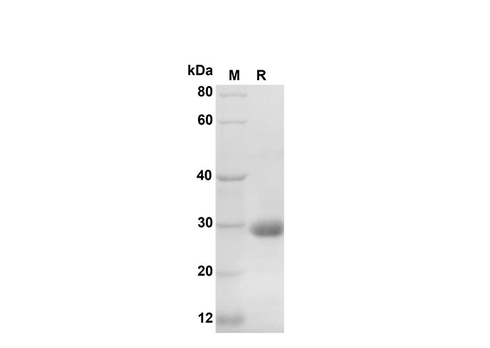 Валидация Elabscience PDEH100593(105)