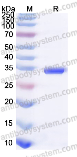 EHF63401, SDS-PAGE