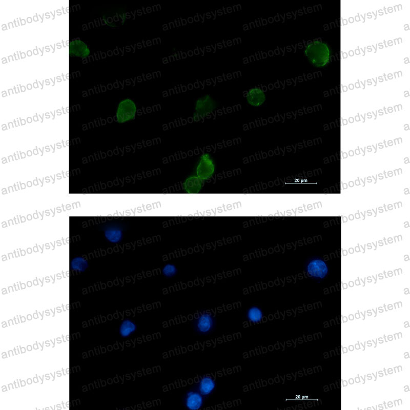 Валидация IF - AntibodySystem RHC96501