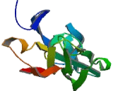 Tumor Necrosis Factor Receptor Superfamily, Member 4 (TNFRSF4) Tumor Necrosis Factor Receptor Superfamily, Member 4 (TNFRSF4)