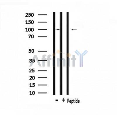 Валидация Affinity DF3526 - 14461