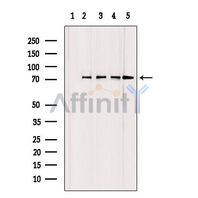 Валидация Affinity DF8550 - 20440