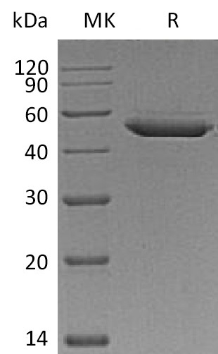 Валидация Elabscience PKSM041335(5229)