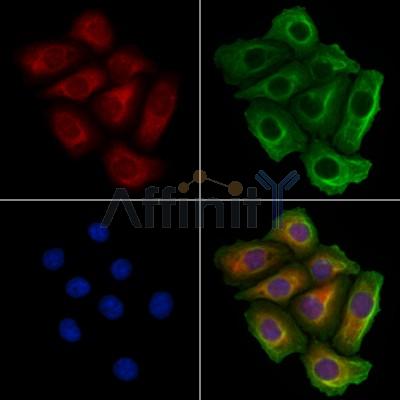 Валидация Affinity DF13138 - 8078