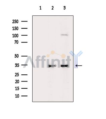 Валидация Affinity DF5007 - 16874
