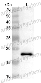 Валидация AntibodySystem PHB30801