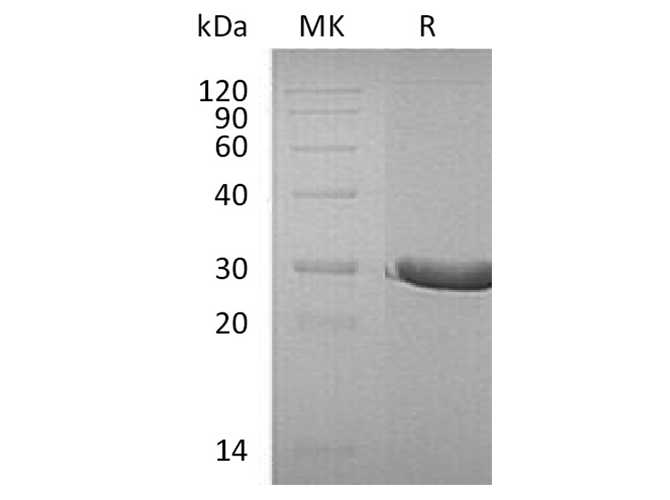 Валидация Elabscience PKSH032363(2851)