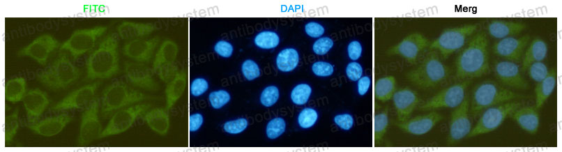 Валидация IF - AntibodySystem RHE72108