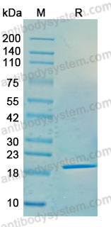 YHD70502, SDS-PAGE