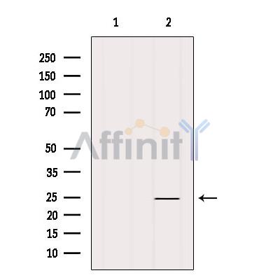 Валидация Affinity DF9074 - 21347