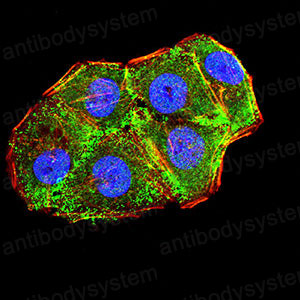 Валидация IF - AntibodySystem RHC99304