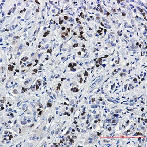 Валидация Elabscience E-AB-81453